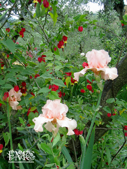 Abutilon e Iris rosa